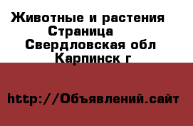  Животные и растения - Страница 37 . Свердловская обл.,Карпинск г.